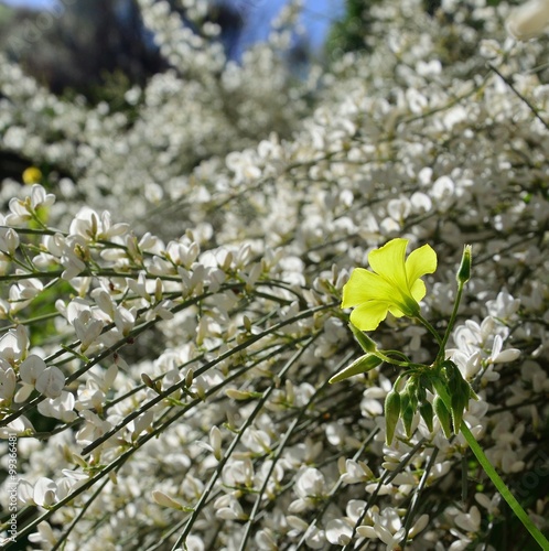 Clover flower amidst wildflowers of Retama monosperma photo