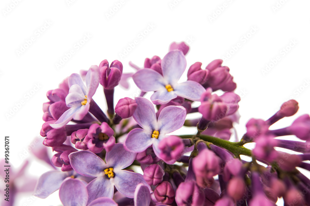 lilac branch close-up lilac branch close-up
