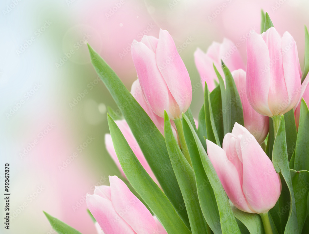 Fototapeta premium close up of pink tulips