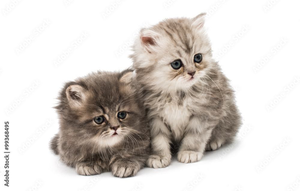 beautiful fluffy kittens