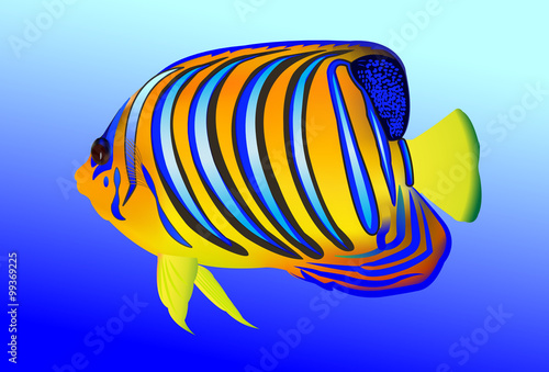Royal angelfish (Pygoplites diacanthus) on blue background