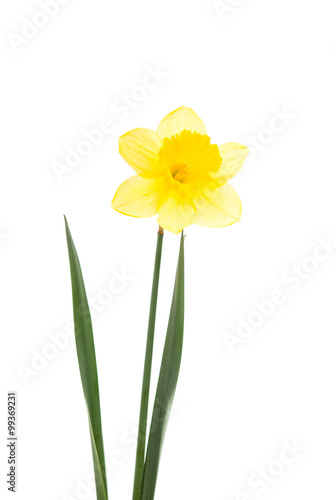 daffodil yellow flower © ksena32