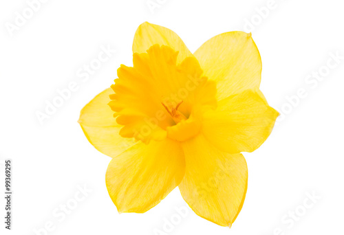 Print op canvas daffodil yellow flower