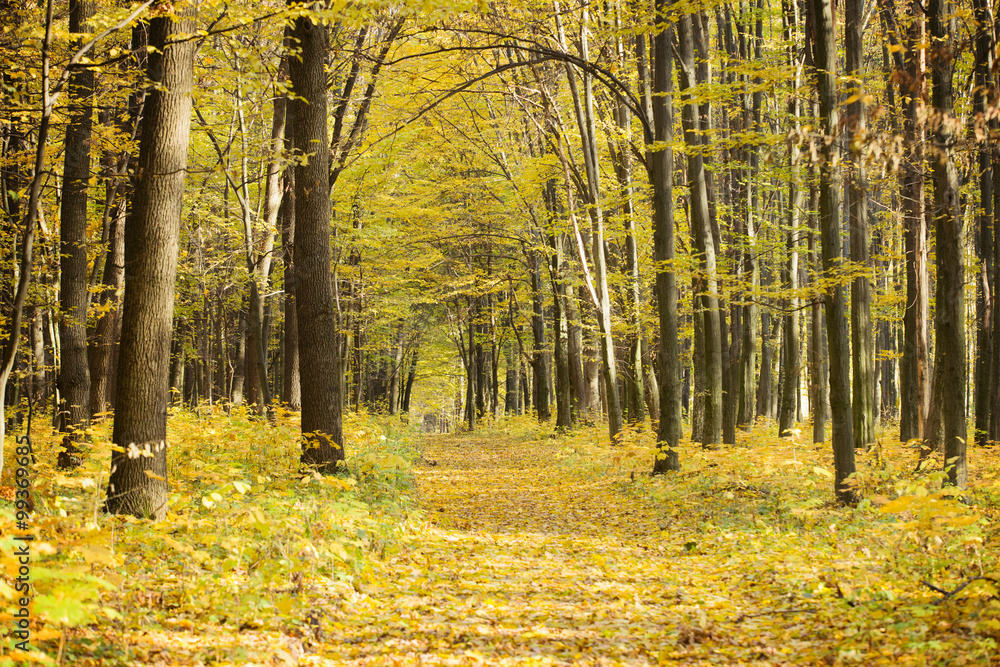 Pathway through the autumn forest Pathway through the autumn forest