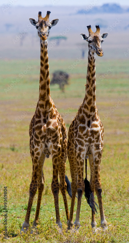 Obraz premium Two giraffes in savanna. Kenya. Tanzania. East Africa. An excellent illustration.