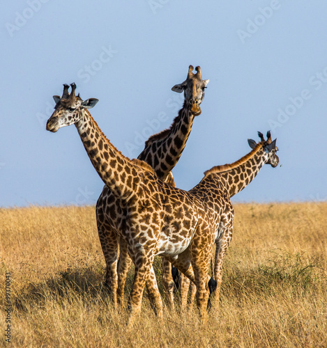 Group of giraffes in the savanna. Kenya. Tanzania. East Africa. An excellent illustration. © gudkovandrey