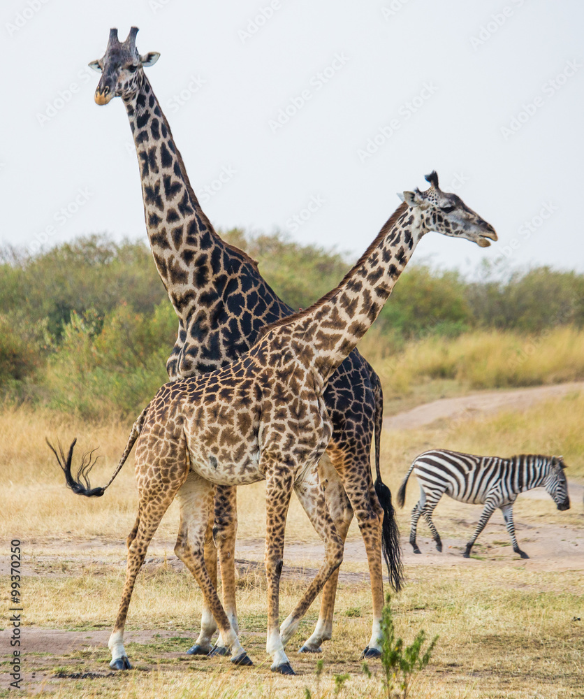 Obraz premium Two giraffes in savanna. Kenya. Tanzania. East Africa. An excellent illustration.