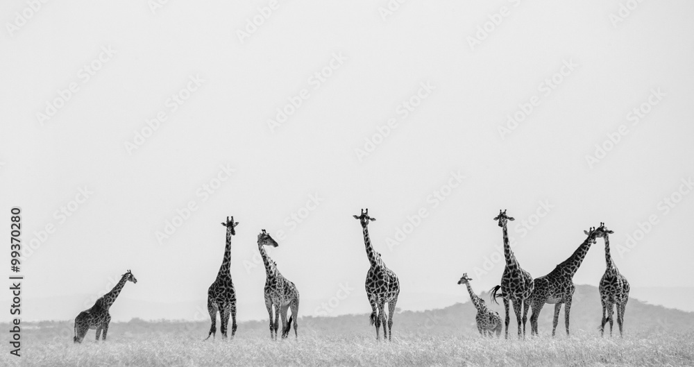 Naklejka premium Group of giraffes in the savanna. Kenya. Tanzania. East Africa. An excellent illustration.