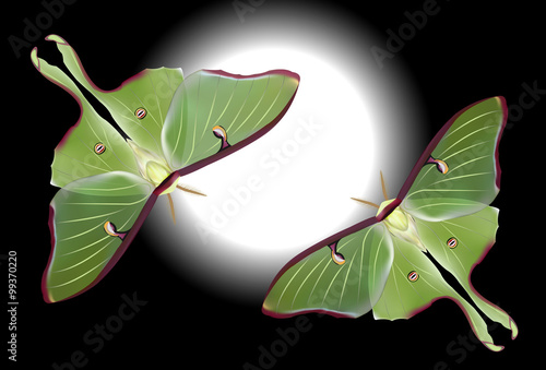 beautiful Luna Moth (Actias luna) on black background