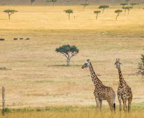Fototapeta Naklejka Na Ścianę i Meble -  Two giraffes in savanna. Kenya. Tanzania. East Africa. An excellent illustration.
