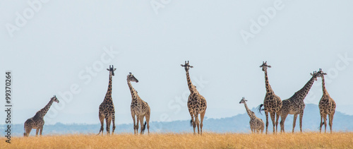 Photography Group of giraffes in the savanna