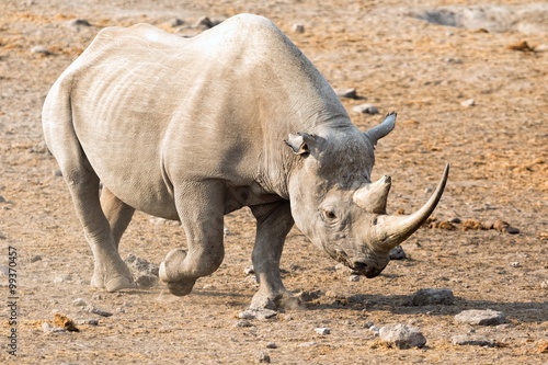 black rhino at etosha