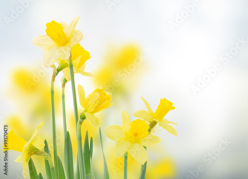 Stampa su tela spring daffodils in  garden