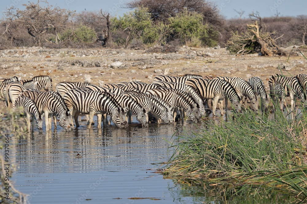 Naklejka premium zebras drinking water at etosha