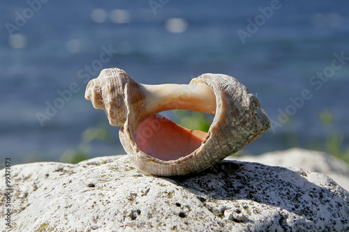 Sea shell on the bizarre backdrop of the sea