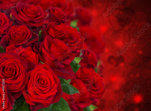 scarlet roses on dark background