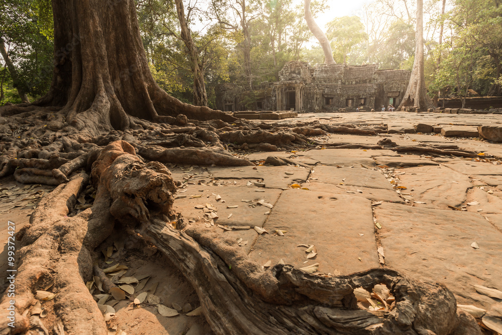Ta Prohm temple in Siem reap , Cambodia Ta Prohm temple in Siem reap , Cambodia
