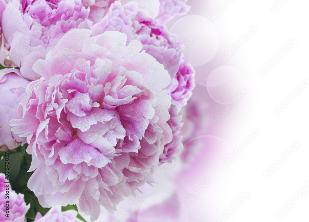 pink peonies border pink peonies border