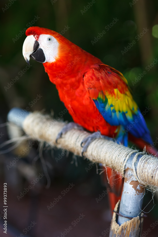Obraz premium Scarlet Macaw