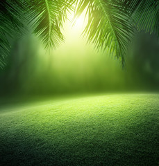 tropical forest