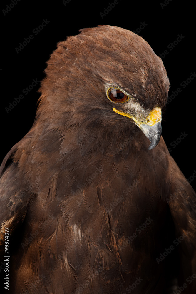 Obraz premium Lesser Spotted Eagle