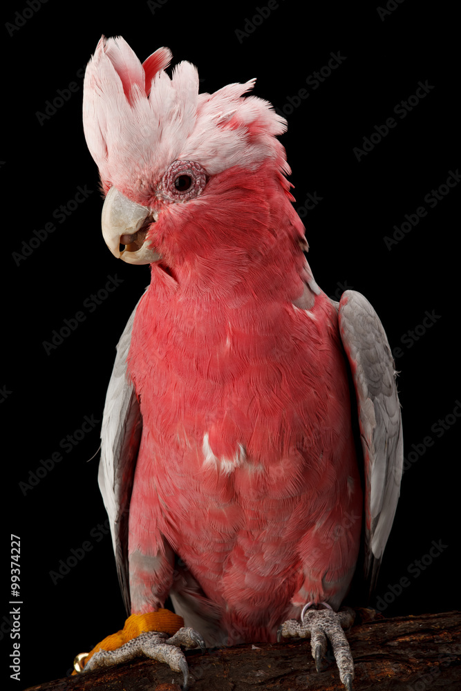 Naklejka premium Rose-breasted Cockatoo, Galah.