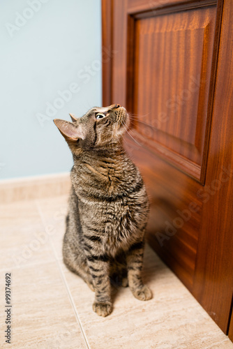 Fototapeta Naklejka Na Ścianę i Meble -  Tabby cat waiting in the door