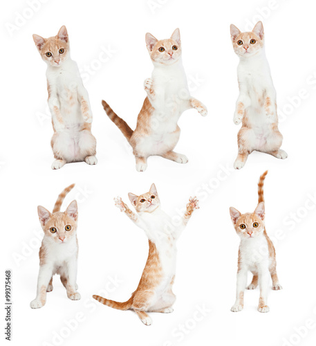 Fototapeta Naklejka Na Ścianę i Meble -  Playful Orange and White Kitten in Various Positions