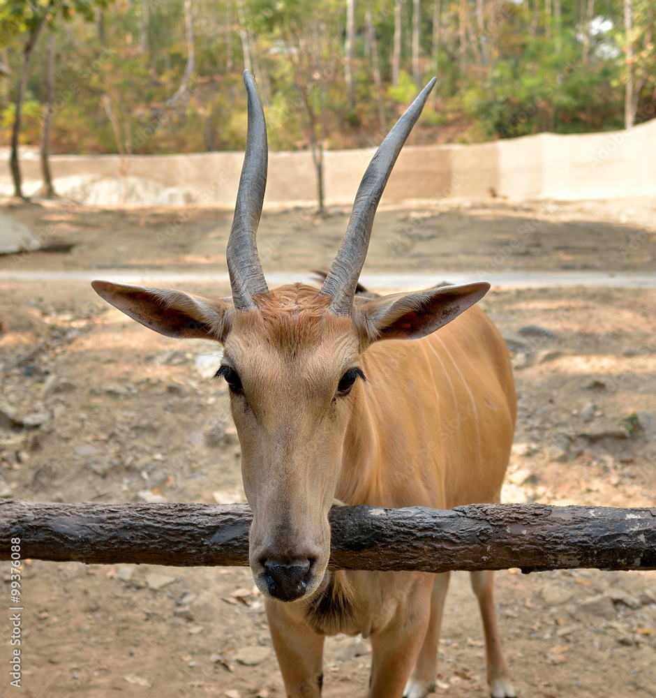 Fototapeta premium antelope