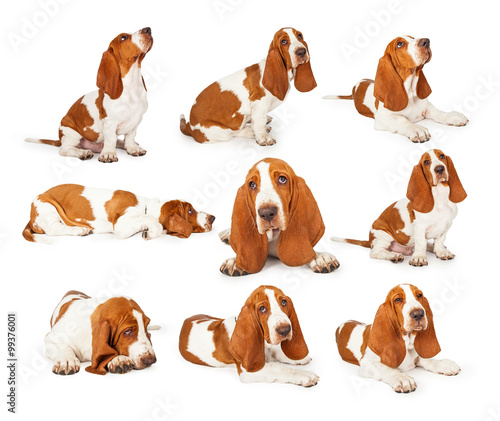 Series of Cute Basset Hound Puppy Photos © adogslifephoto