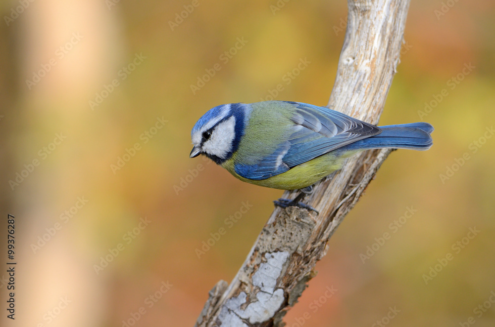 Obraz premium Mavi baştankara