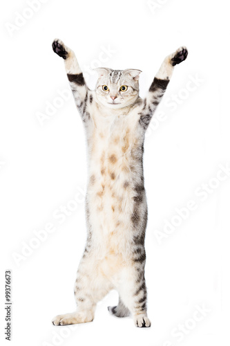 Fototapeta Naklejka Na Ścianę i Meble -  cat are standing and rising hand