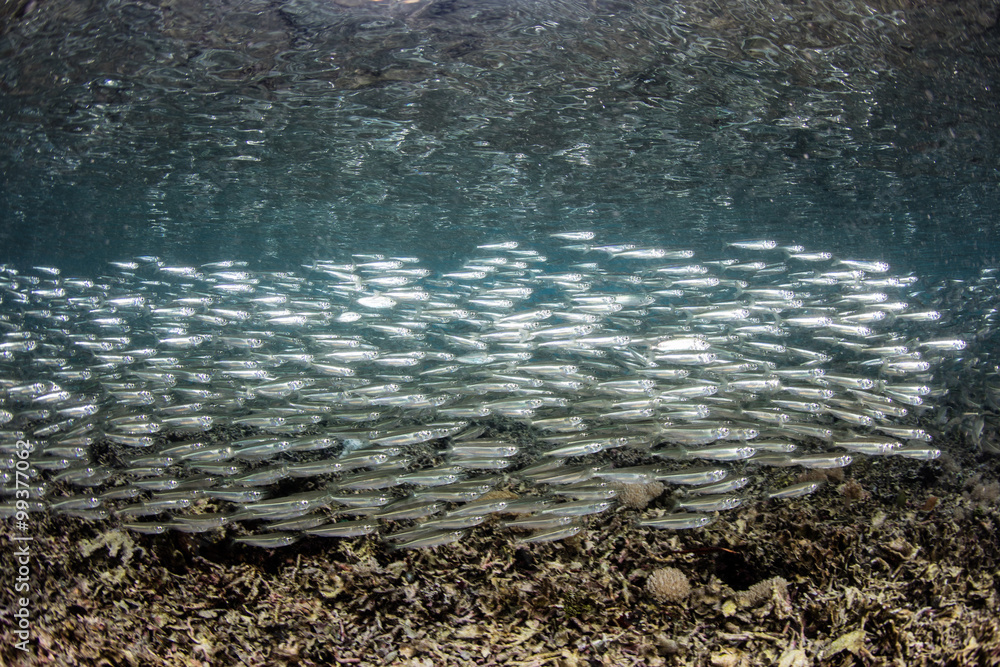 School of Silversides Swimming in Tight Formation