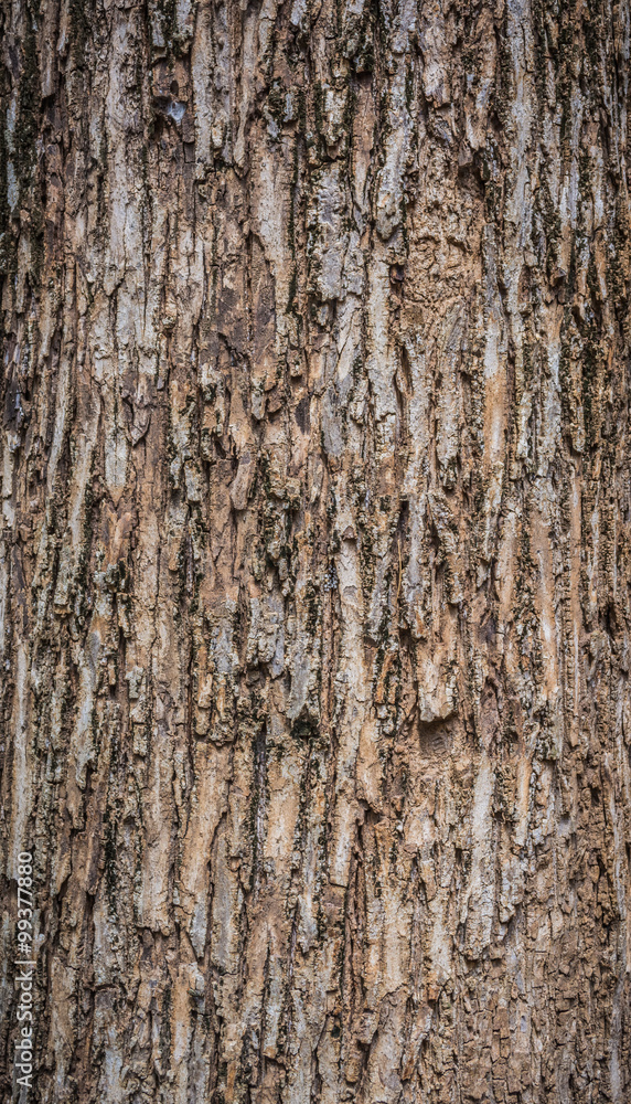 Close up shot of brown tree bark Texture.