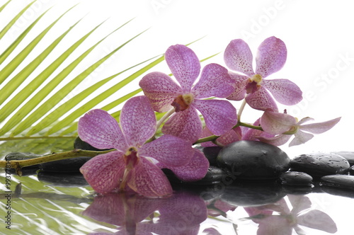 Spa Background with palm and wet stones with branch orchid 