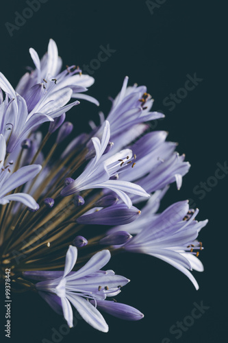 Beautiful blue flower closeup retro style