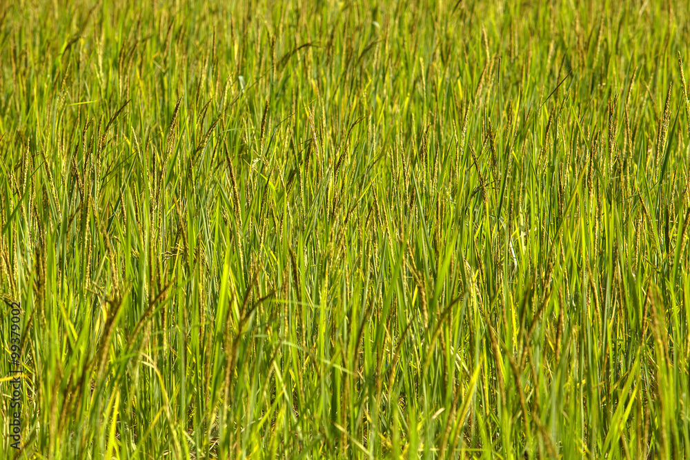 Obraz premium Background rice paddy in the rice field.