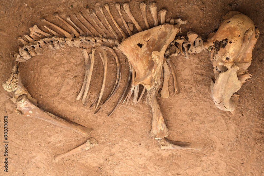 Naklejka premium Young elephant skeleton graveyard in Thailand.