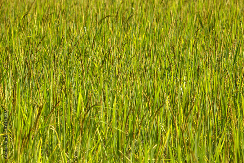 Background rice paddy in the rice field.