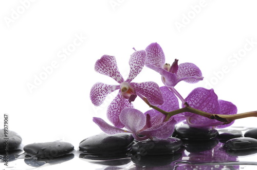 Set of pink orchid and wet black stones 

