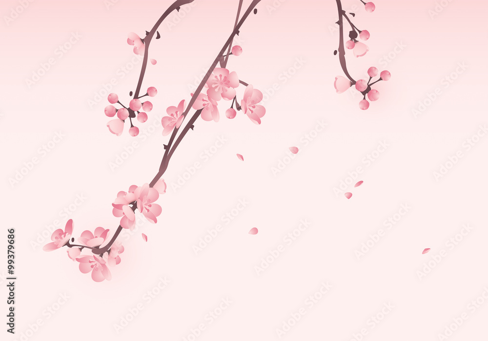 Cherry blossom in spring