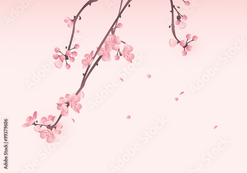 Cherry blossom in spring