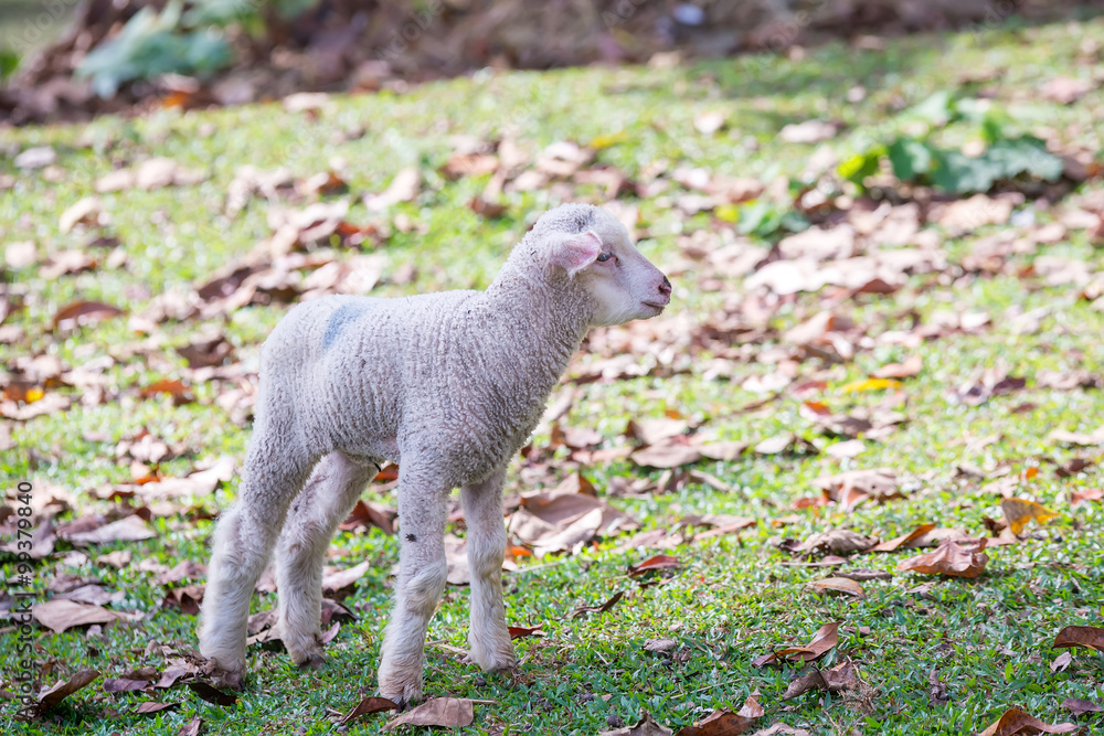 Lambs at sunny day in winter in the grass on the Mae Hong Son at thailand Lambs at sunny day in winter in the grass on the Mae Hong Son at thailand