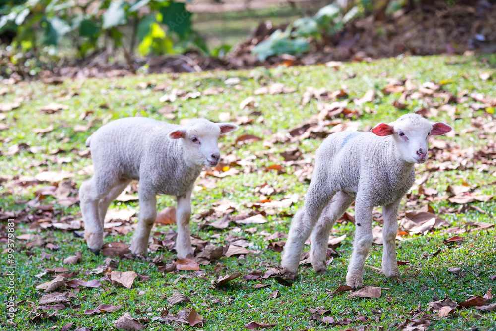 Lambs at sunny day in winter in the grass on the Mae Hong Son at thailand Lambs at sunny day in winter in the grass on the Mae Hong Son at thailand