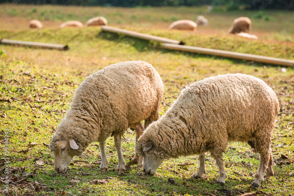 Obraz premium sheep and lambs grazing on a green field on a sunny day.