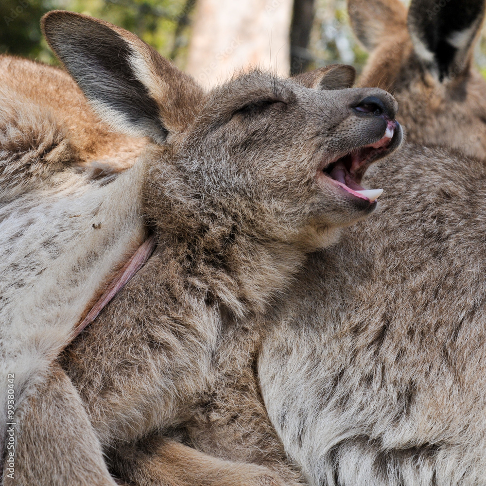 Fototapeta premium Kangaroo joey yawns while resting in her mother's pouch