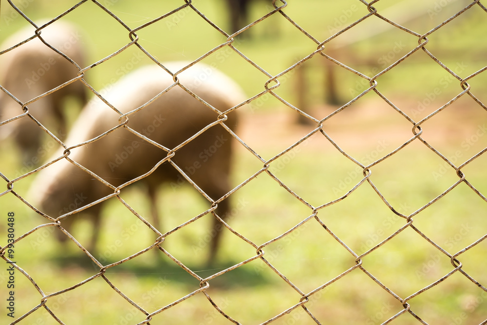 Fototapeta premium selective focus of wired fence with blurry green field and sheep on background.