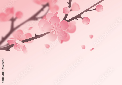 Cherry blossom in spring