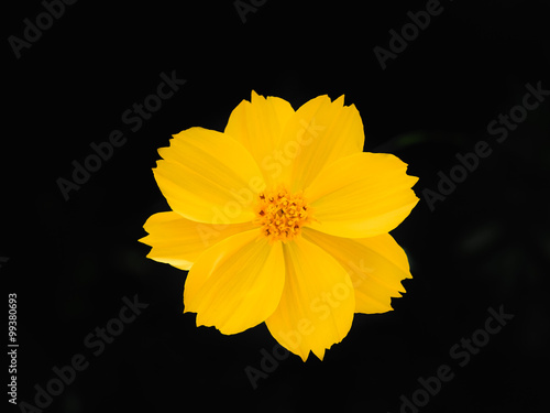 Single yellow flower on black background