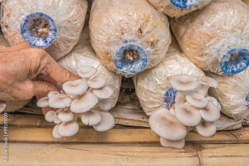 old woman hand picking Pleurotus sajor-caju mushroom in farm photo